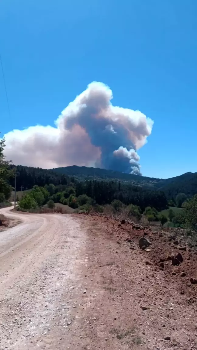 Bolu'da Anız Yangını Ormana Sıçradı