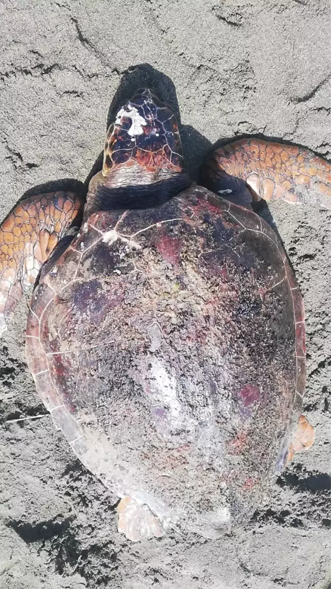 Samandağ'da Yaralı Caretta Caretta Bulundu