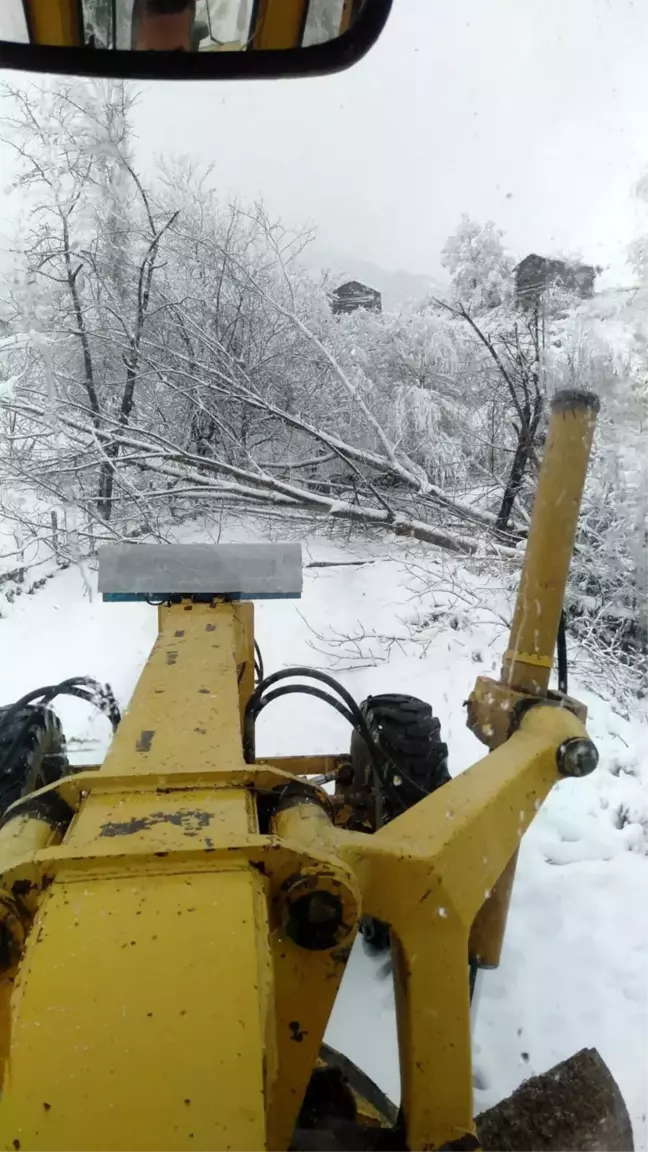 Sinop'ta Kar ve Fırtına Kestane Ağacını Devrildi