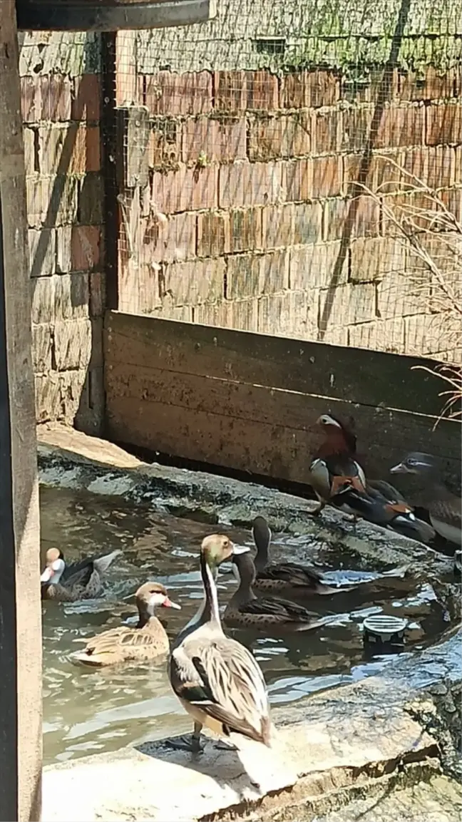 Sakarya'da Kaçak Yaban Hayvanı Operasyonu: 129 Hayvan Ele Geçirildi