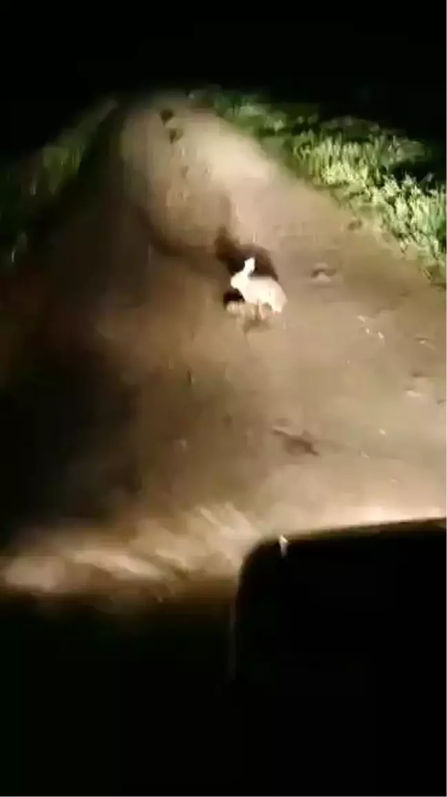 Yol Ortasında Yavrularını Emziren Tavşan Görenleri Duygulandırdı