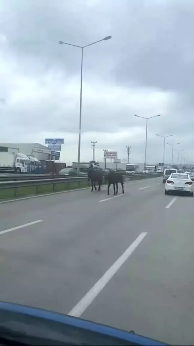 Bursa'da Başıboş Atlar Ana Yolu Kapattı