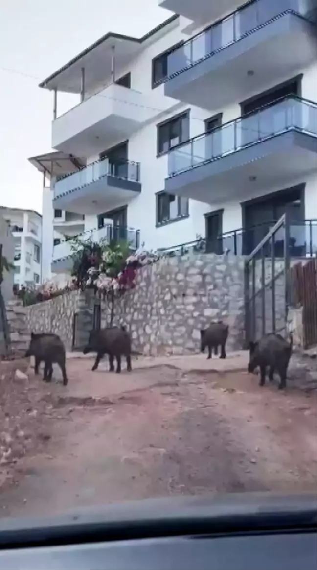 Kaş'ta Yaban Domuzları Yiyecek Aradı