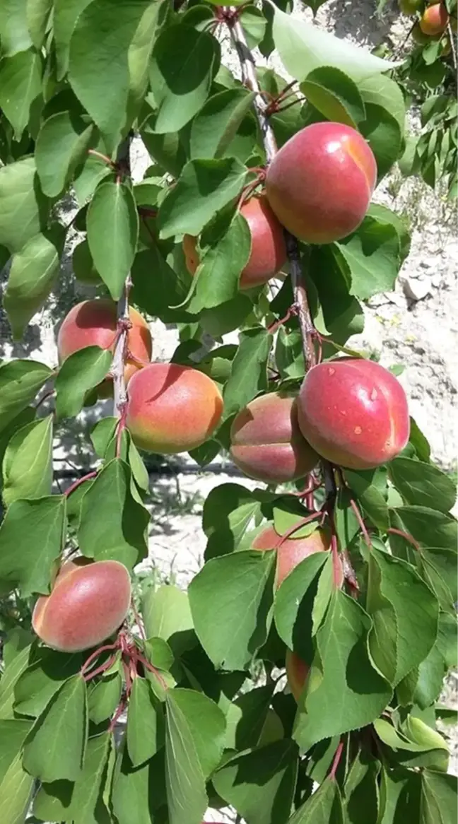 Mersin'de Açıkta Erkenci Sofralık Kayısı Hasadı Başladı