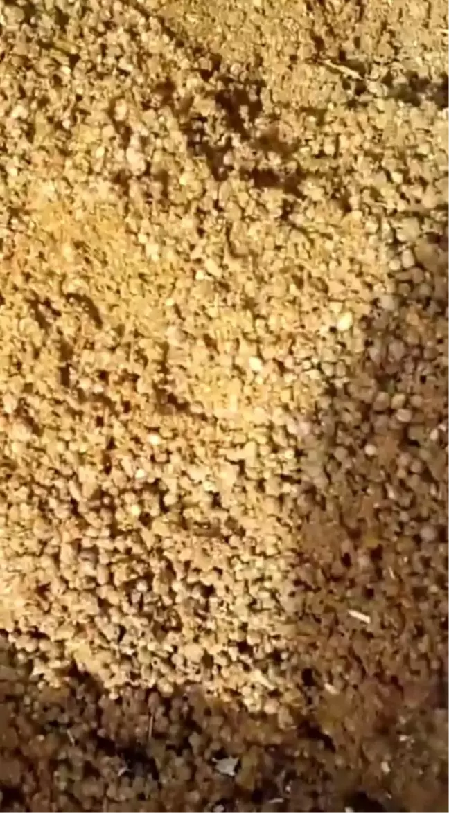 Sivas'ta Gübre İhmalinin Sonucunda 6 İnek Telef Oldu