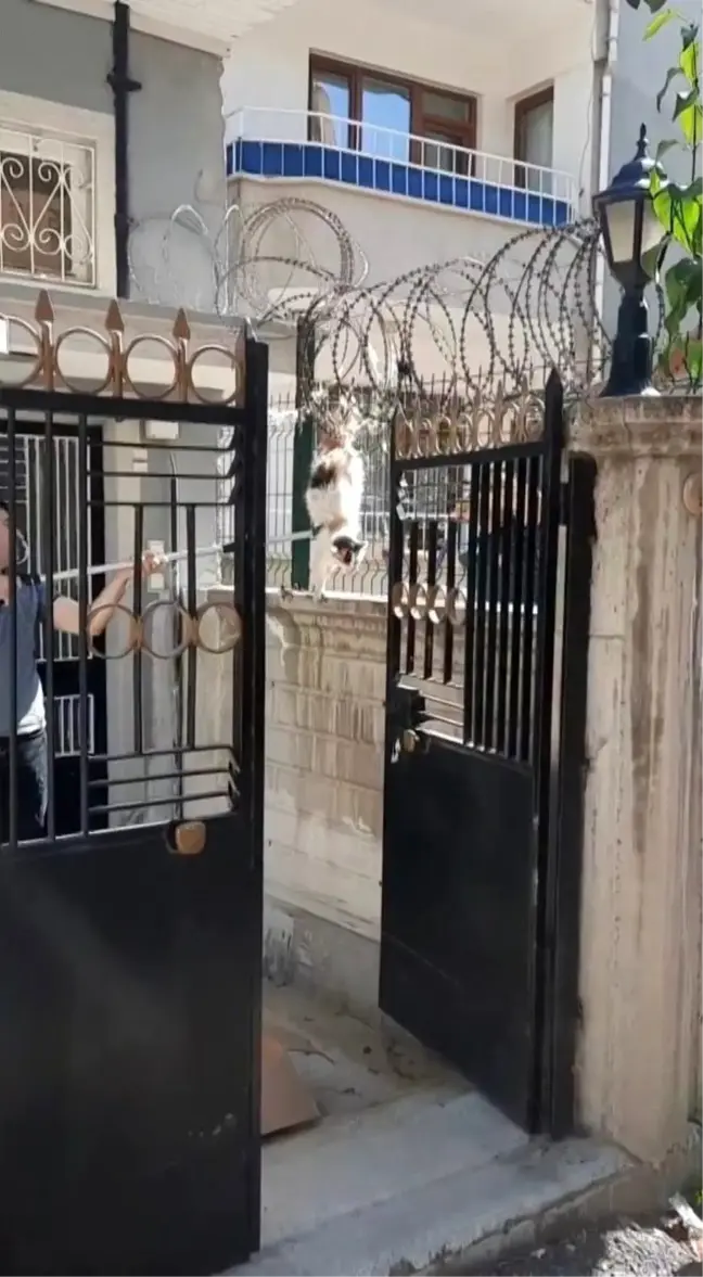Elazığ'da Tellere Sıkışan Kedi İtfaiye Ekipleri Tarafından Kurtarıldı