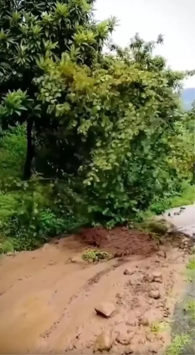 Trabzon'da sağanak sonrası heyelanda fındık ağacı sürüklendi