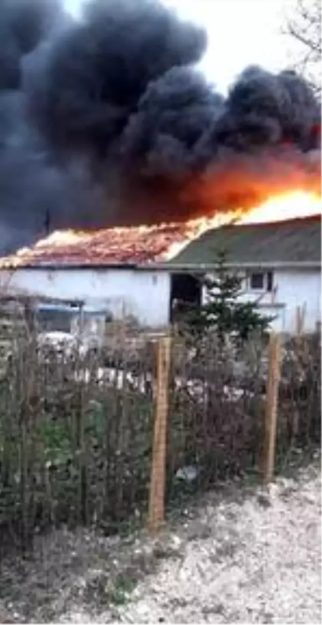 Ordu'daki ahır yangınında 13 büyükbaş hayvan telef oldu