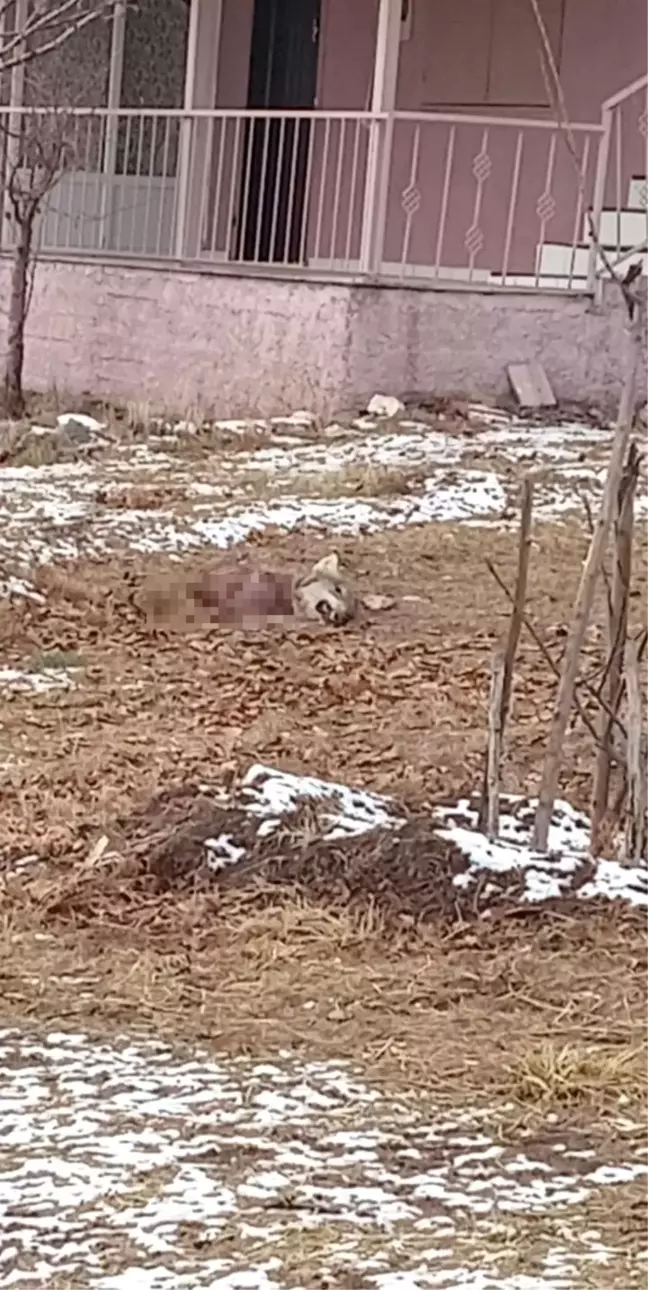 Kayseri'de Aç Kurtlar Birbirini Yedi