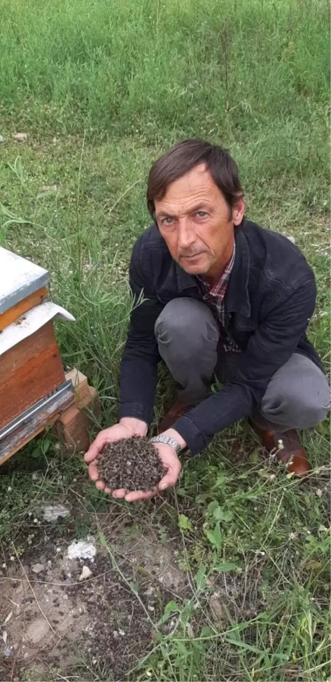 Aydın'da Arı Ölümleri Devam Ediyor