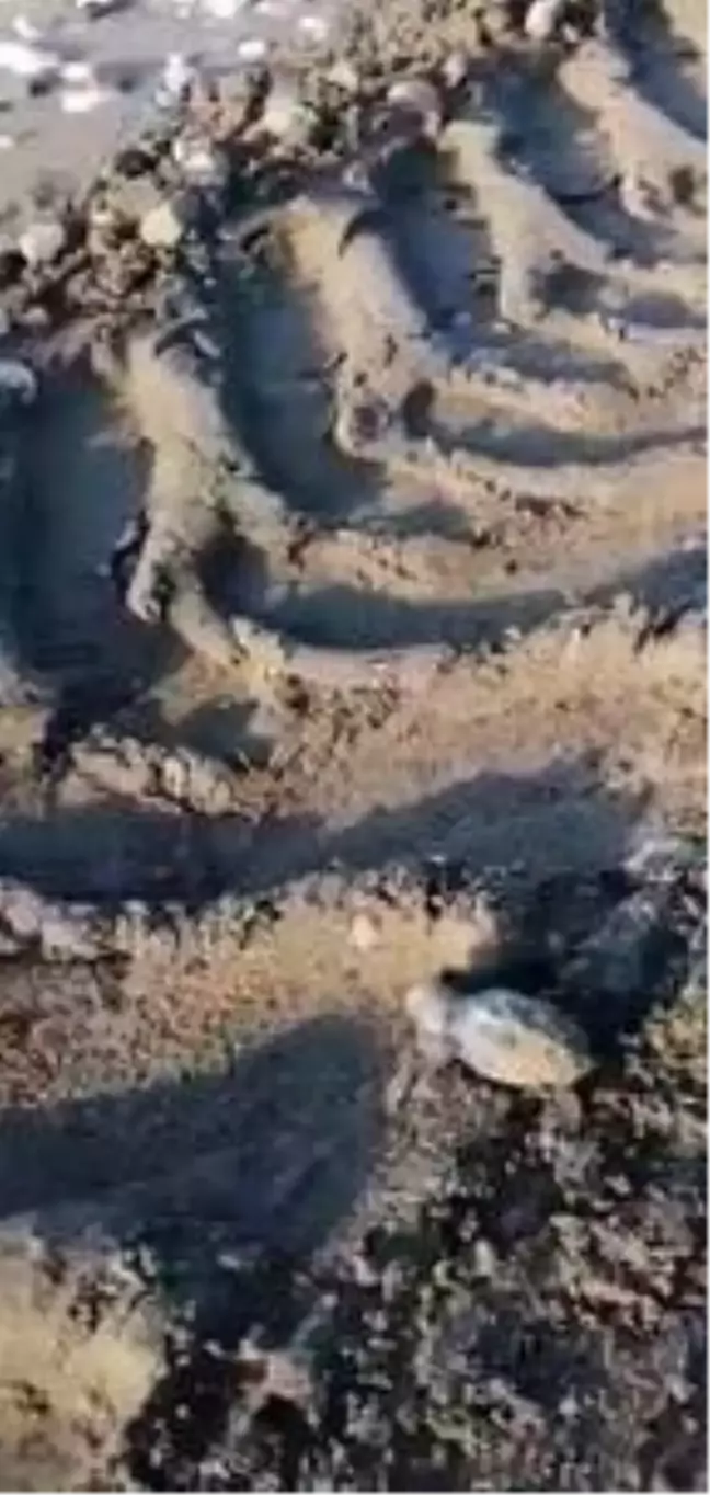 Finike'de iş makinelerinin caretta yuvalarına zarar vermesine tepki