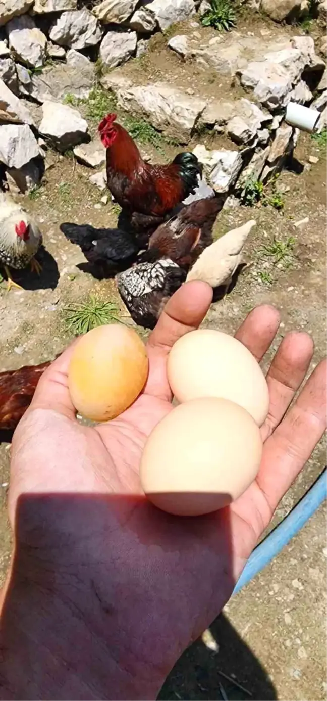 Elazığ'da Kabuksuz Yumurta Şaşkınlığı