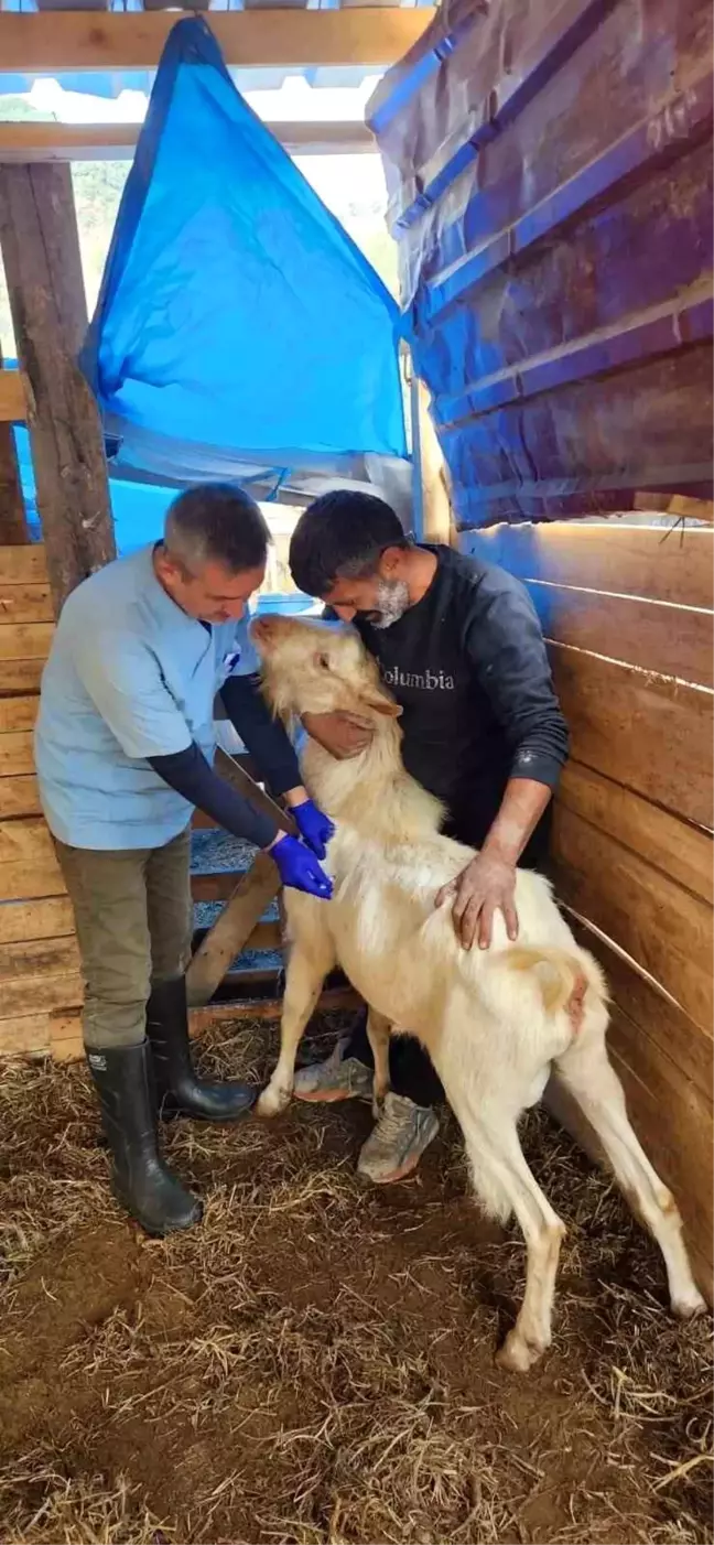 Aydın'da Küçükbaş Hayvanlara Veba Aşısı Uygulandı