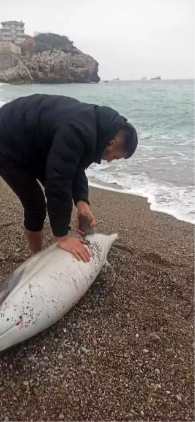 Zonguldak'ta Bir Maden İşçisi Ölü Yunusu Kıyıya Taşıdı