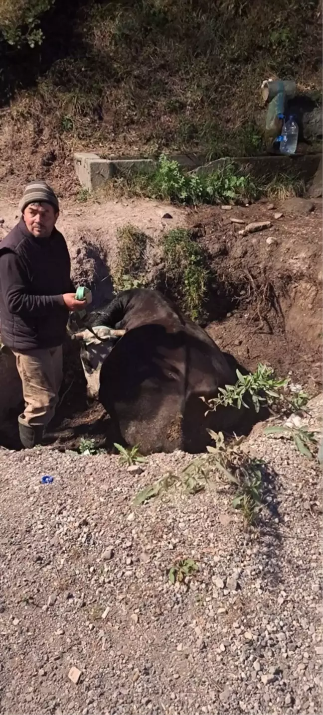 Bolu'da çukura düşen inek itfaiye ekipleri tarafından kurtarıldı