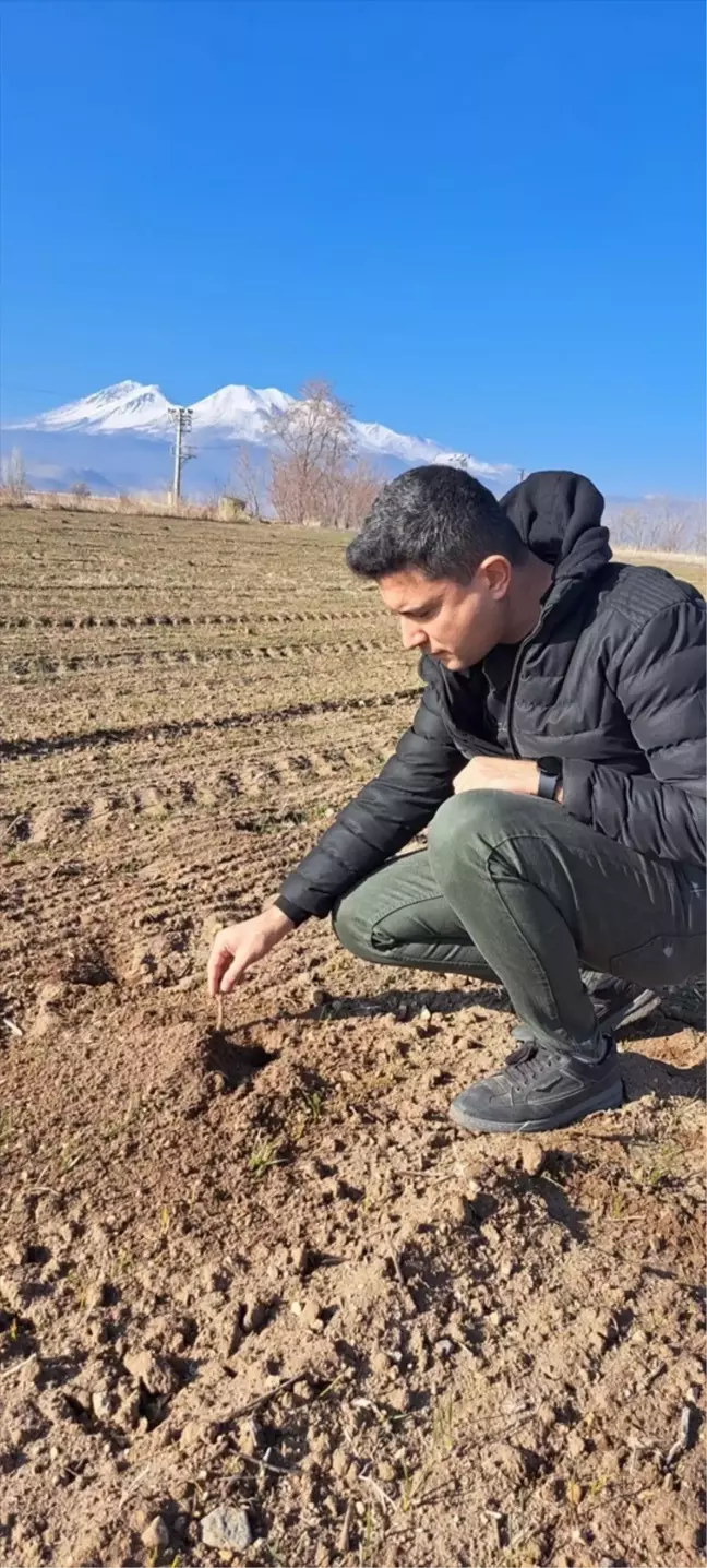 Niğde'de Tarla Faresi ile Mücadele İçin Zehirli Buğday Temin Edilebilecek