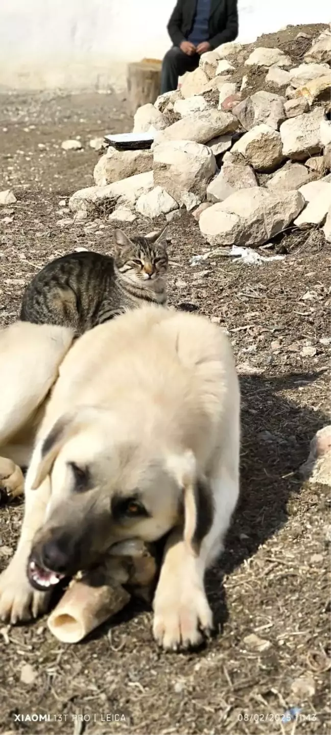 Tunceli'de Kedi ve Köpeğin Sıra Dışı Dostluğu