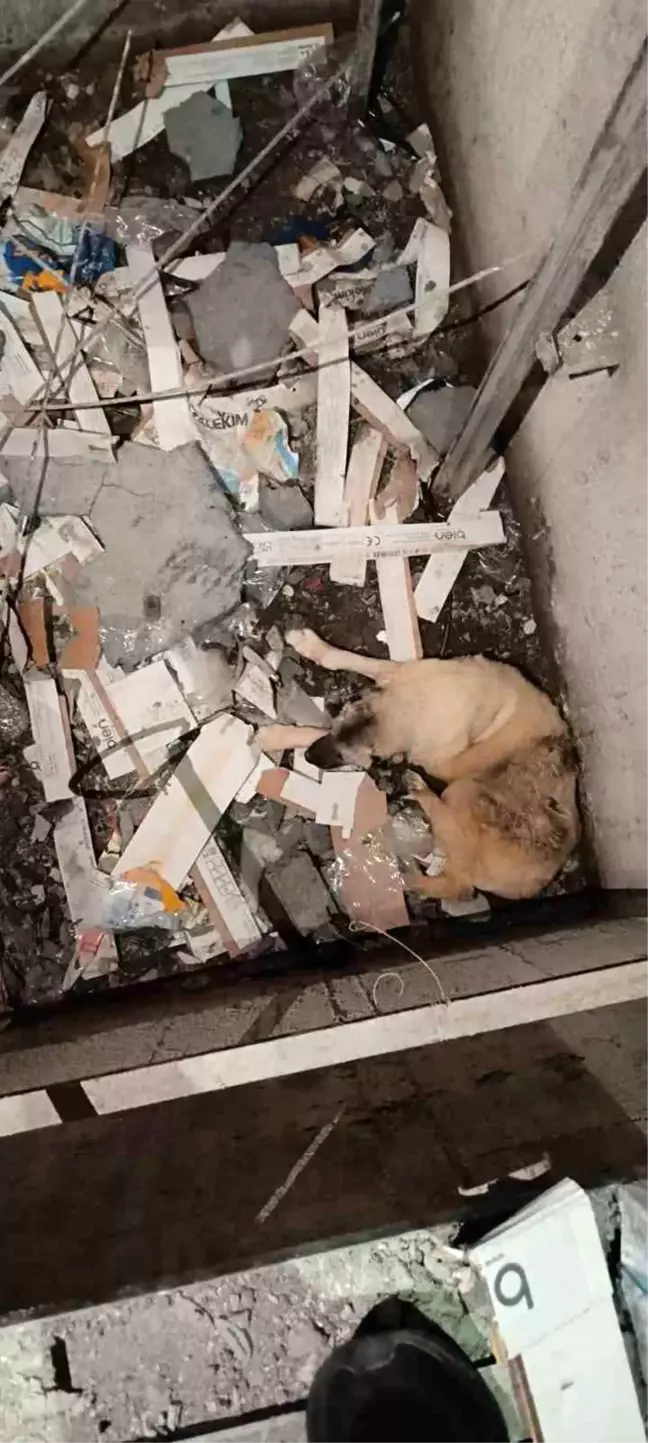 Kızıltepe'de Asansör Boşluğuna Düşen Köpek Kurtarıldı