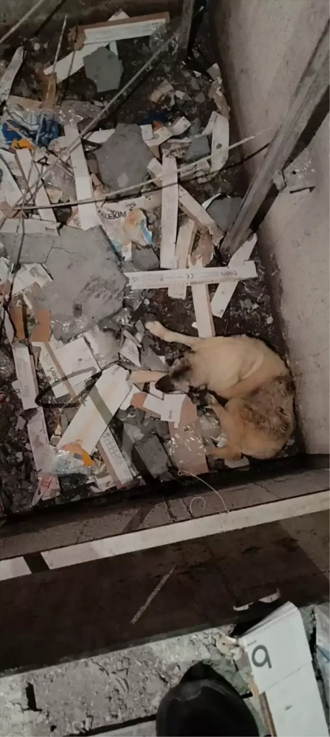 Mardin'de Asansör Boşluğuna Düşen Köpek Kurtarıldı