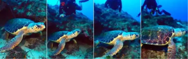Misinaya Takılan Caretta Caretta Ölümden Kurtarıldı