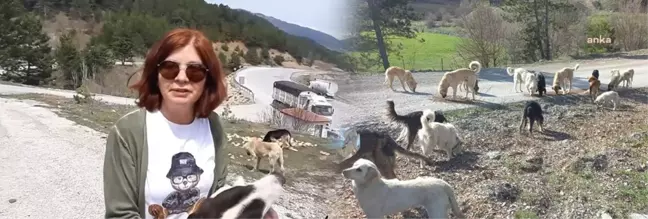 Bolu'da Terk Edilen 150'den Fazla Köpek Aç ve Susuz Halde Bulundu