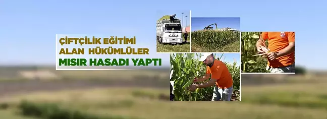 SİVEREK'TE HÜKÜMLÜLER ÜRETTİKLERİ MISIRIN HASADINI YAPTI