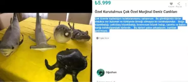 Nesli tükenmekte olan canlıların internetten satışına komik ceza