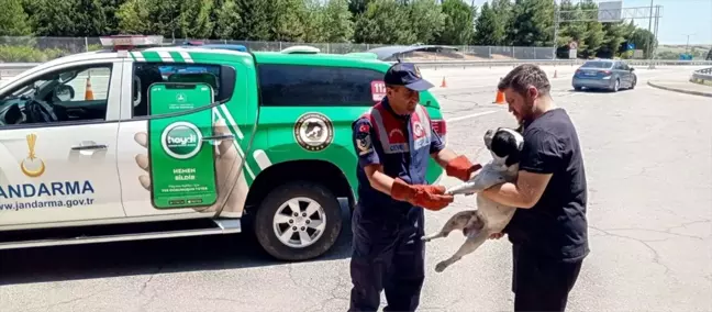 Edirne'de Yaralı Köpek Tedavi Altına Alındı