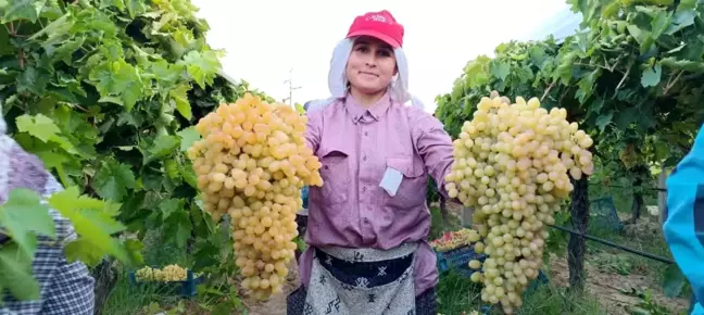 Manisa'da Sultani Çekirdeksiz Üzüm Hasadı Yüzleri Güldürdü