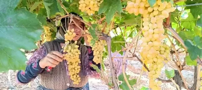 Sultani Çekirdeksiz Üzüm Fiyatları Ekim Ayında 60 TL'yi Buldu