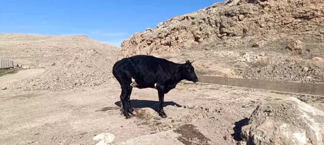 Nusaybin'de Sulama Kanalına Düşen İnek İtfaiye Ekiplerince Kurtarıldı