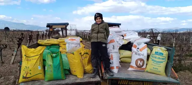 Sarıgöl'de Sultaniye Üzüm Bağlarına Kışlık Gübreleme Başladı