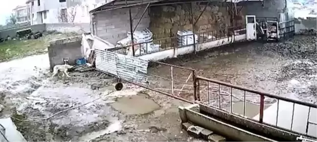 Uyuşturucu Tüfekle Vurulan Köpek, Çöp Kamyonuna Atılmış