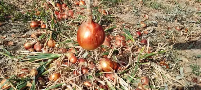Tarlada 60 kuruş, markette 3 lira! Soğan üreticileri dertli