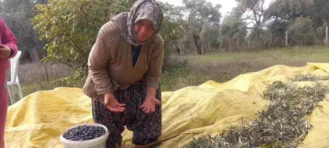 87 Yaşındaki Nine, Tarla-Bahçe İşlerinden Kopmuyor