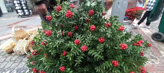Edirne'de Yılbaşı Çiçeği Kokina Satışı