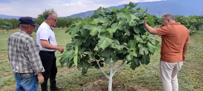 Aydın'da incir bahçelerinde hastalık ve zararlı kontrolü yapıldı