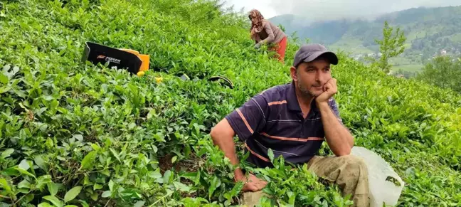 ÇAYKUR, Çay Üreticilerinden Alımlara 1 Günlük Ara Veriyor