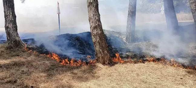 İznik Gölü Sahilindeki Çamlıkta Yangın Kontrol Altına Alındı