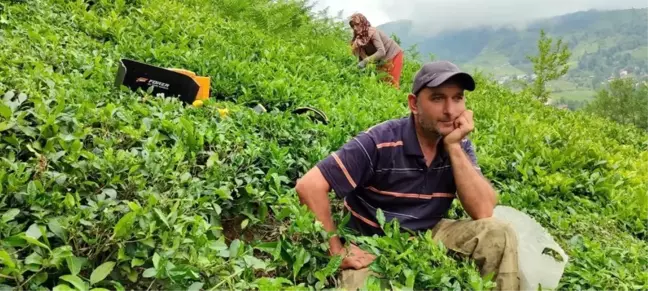 ÇAYKUR, günlük çay alım kontenjanını düşürdü