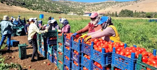 Kahramanmaraş Türkoğlu'da Bin 700 Dekar Açık Alanda Domates Üretimi Yapılıyor