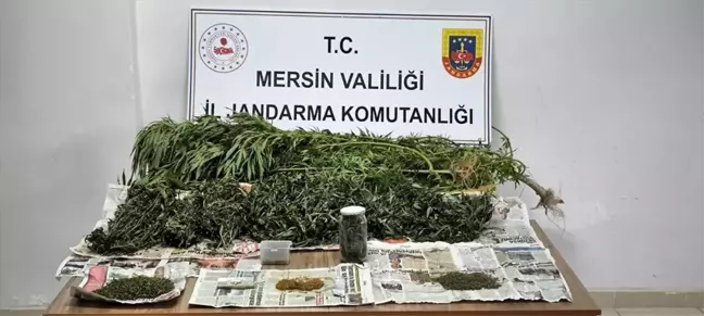 Mersin'de Hint keneviri yetiştiricilerine operasyon