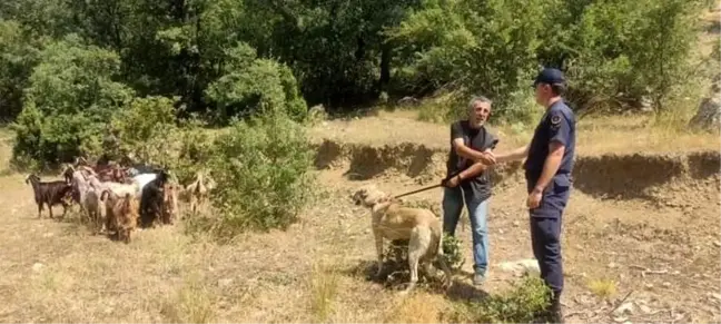 Bilecik'te Kaybolan Küçükbaş Hayvanlar Bulundu