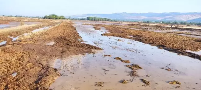 Manisa'da Sel Üzümlere Zarar Verdi