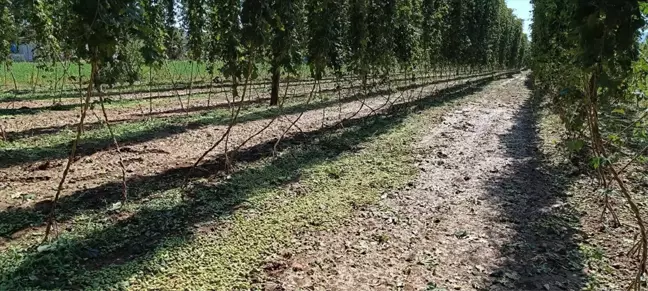 Bilecik'te Dolu ve Sağanak Zarara Yol Açtı