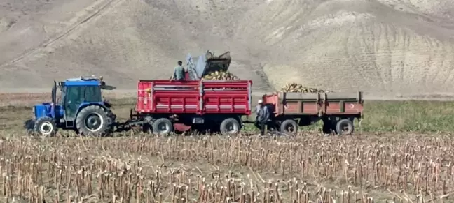 Erzurum'da Şeker Pancarı Hasadı Başladı