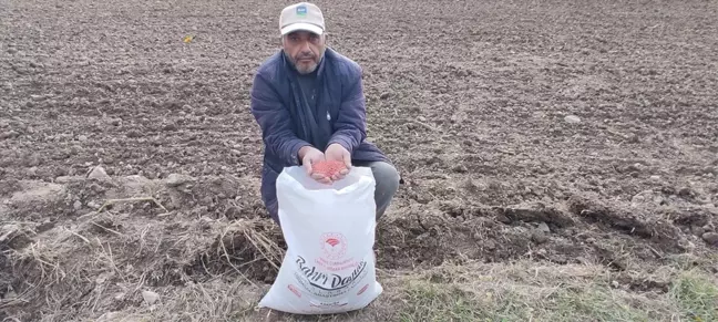 Tokat'ın Pazar İlçesinde Ekmeklik Buğday Ekimi Yapıldı