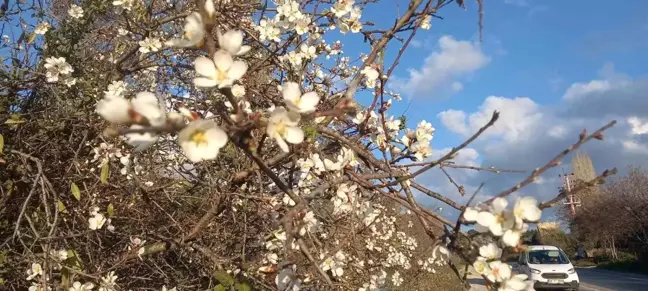 Aydın'da Badem Ağaçları Kış Ortasında Çiçek Açtı