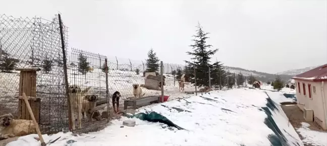 Sorgun'da Sahipsiz Hayvanlar için Geçici Bakımevi Açıldı