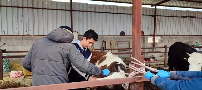 Afyonkarahisar'da Büyükbaş Hayvanlara Aşılama Başladı